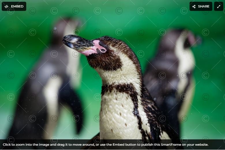 이미지 스트리밍 예시